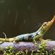 Illustration for article titled This freaky looking lizard was thought to be extinct for 50 years